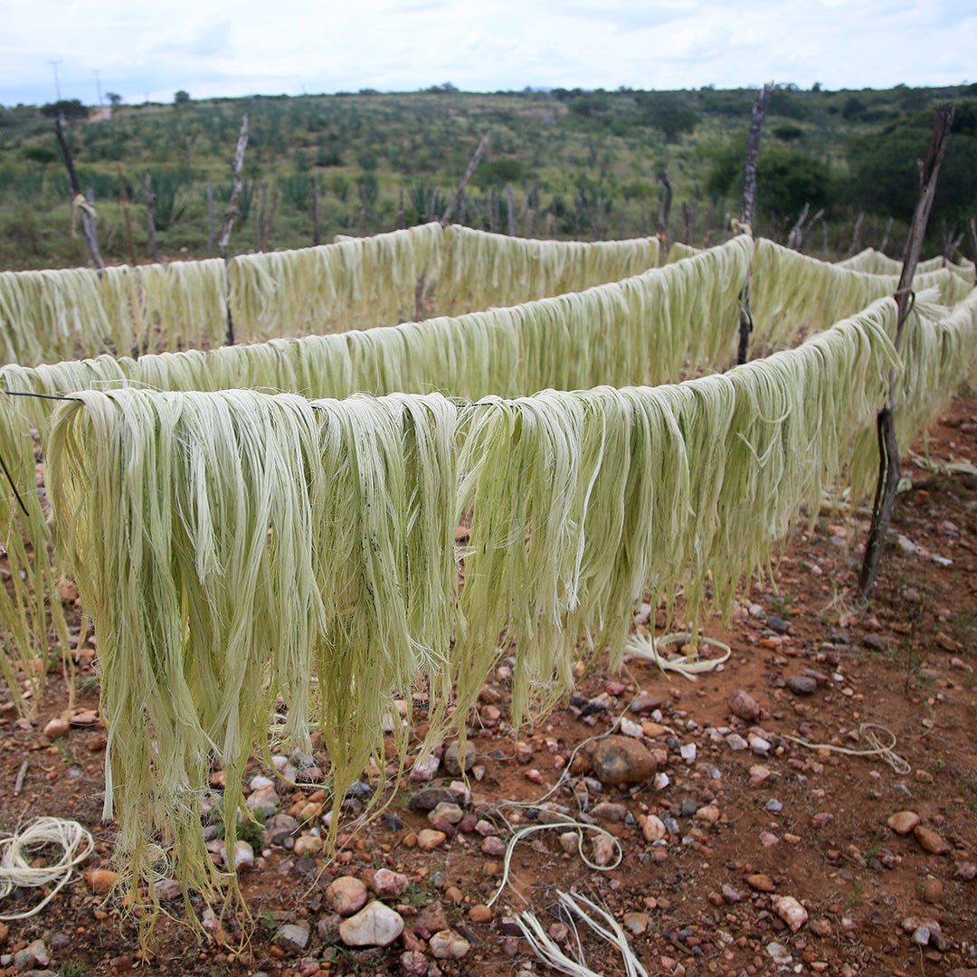 Rows of freshly harvested and processed natural fiber strands, likely for grasscloth or sisal production, hanging on wooden poles to dry in an outdoor rural setting with rocky soil and green vegetation in the background.